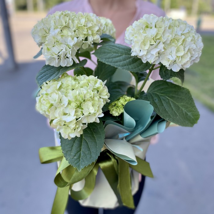 Гортензия белая