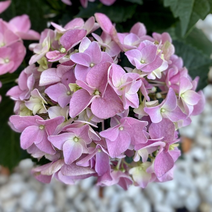Гортензия розовая