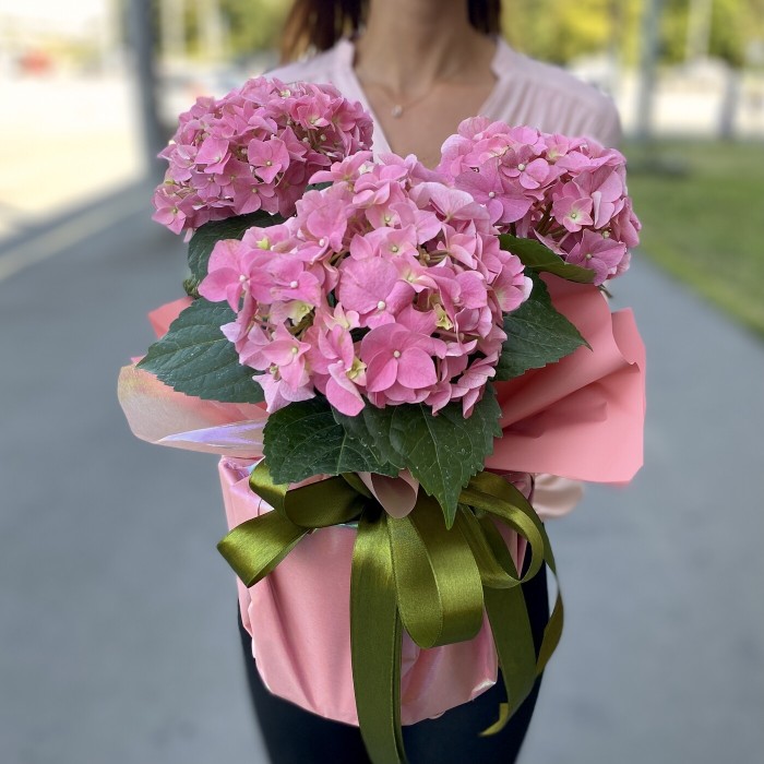 Гортензия розовая