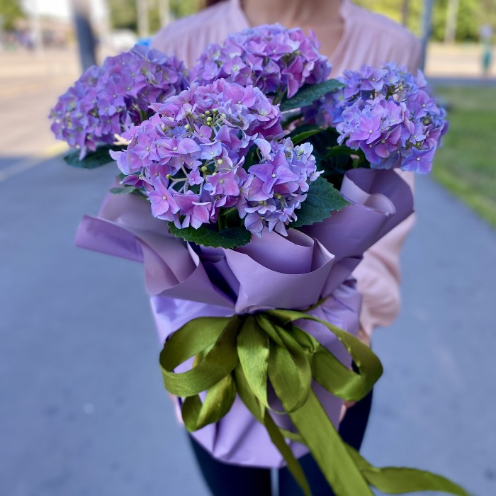 Гортензия сиреневая