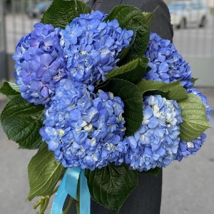 Гортензия Блю Шокинг