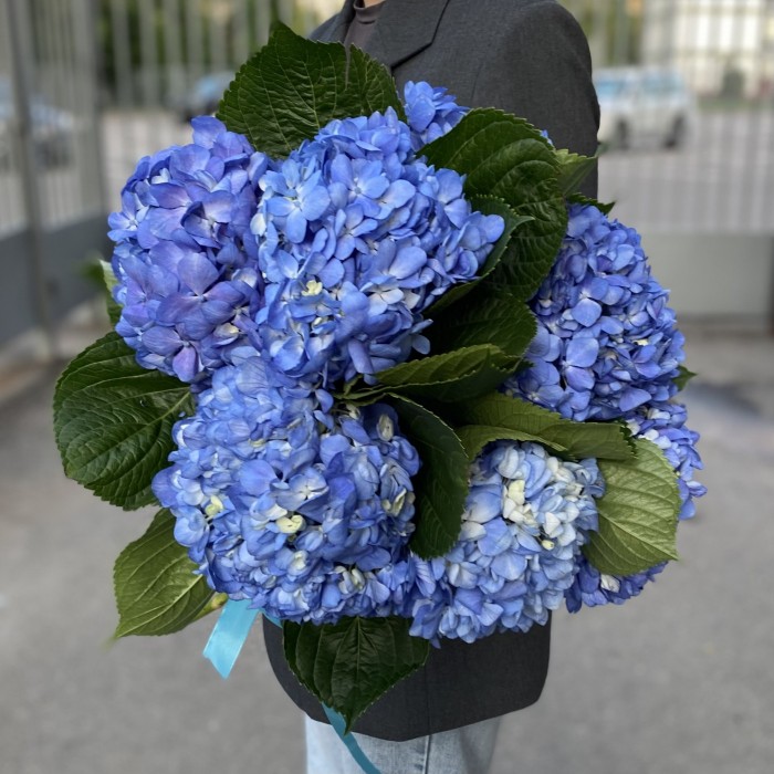 Гортензия Блю Шокинг