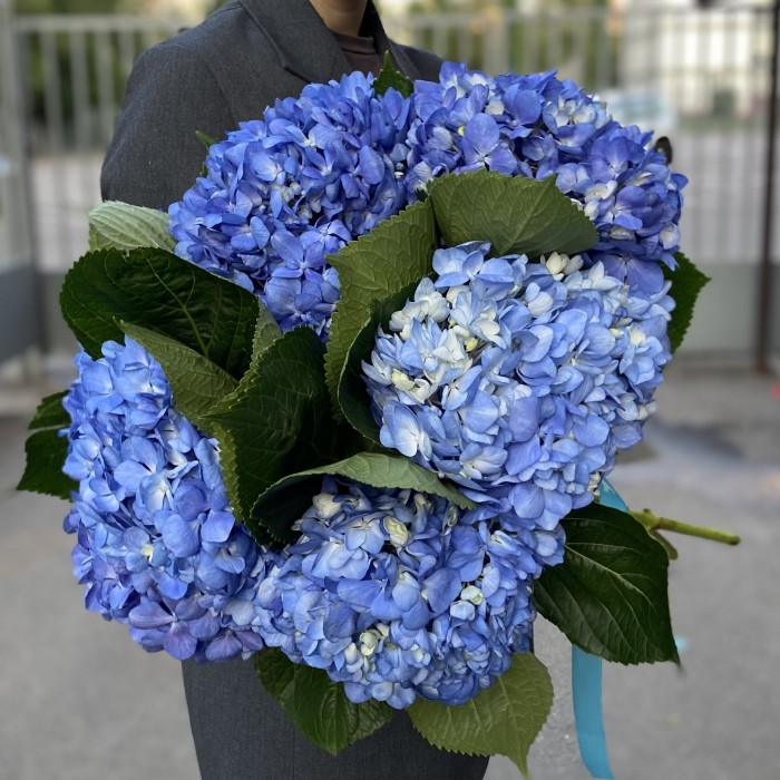 Гортензия Блю Шокинг