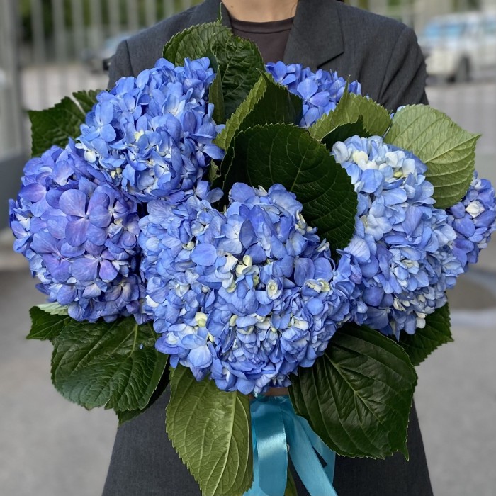 Гортензия Блю Шокинг