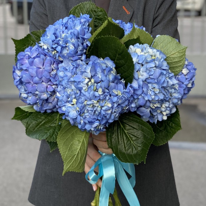 Гортензия Блю Шокинг