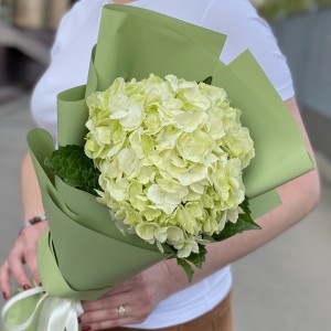 Гортензия Лайм Грин в упаковке