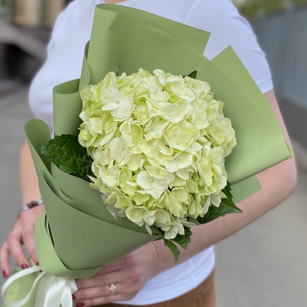 Гортензия Лайм Грин в упаковке