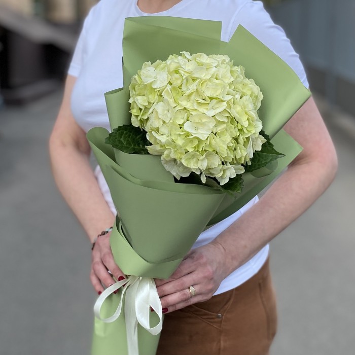 Гортензия Лайм Грин в упаковке