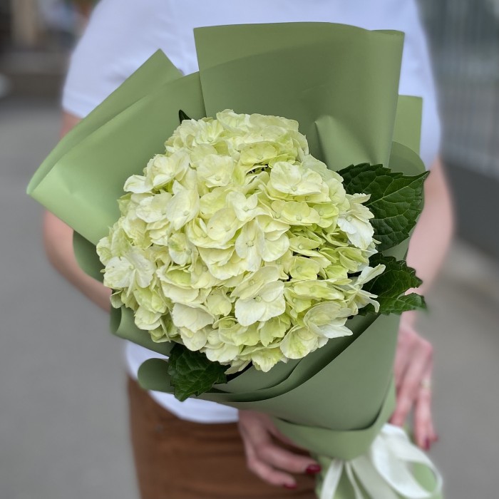Гортензия Лайм Грин в упаковке