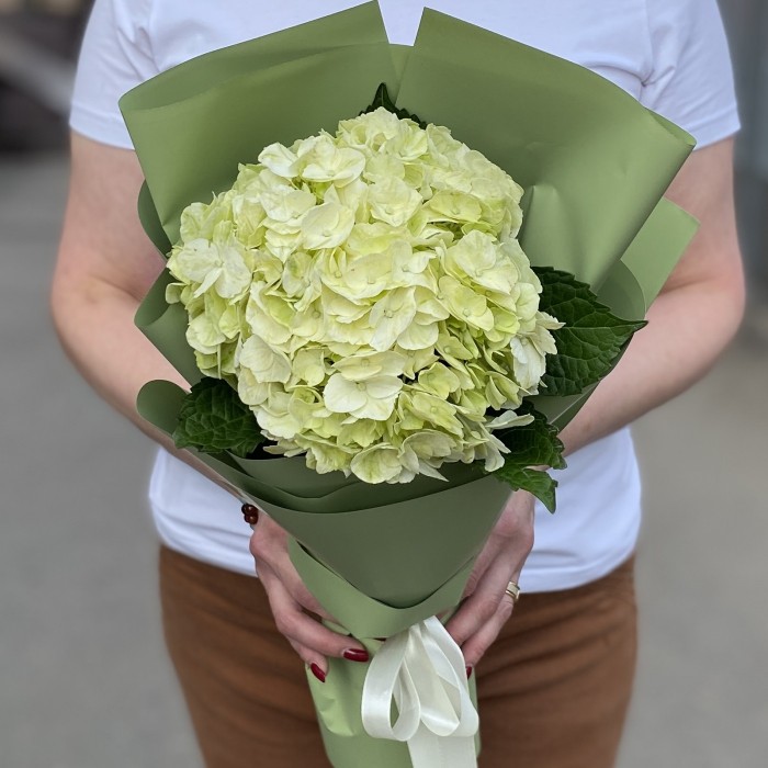 Гортензия Лайм Грин в упаковке
