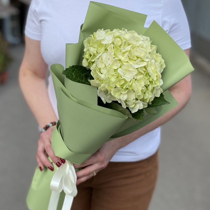 Гортензия Лайм Грин в упаковке