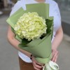 Гортензия Лайм Грин в упаковке