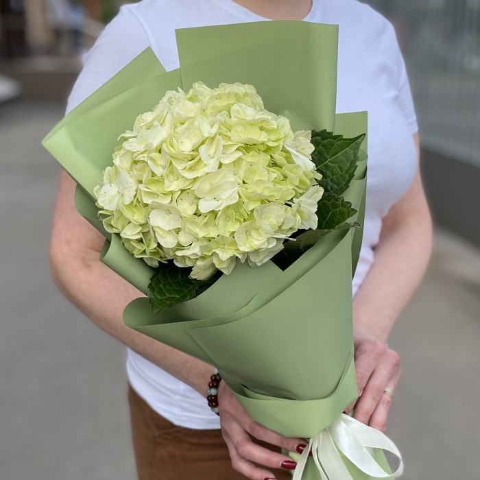 Гортензия Лайм Грин в упаковке