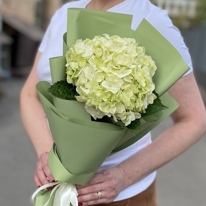 Гортензия Лайм Грин в упаковке