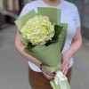 Гортензия Лайм Грин в упаковке