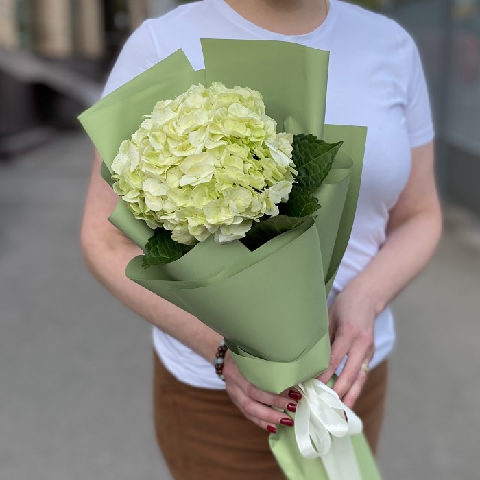 Гортензия Лайм Грин в упаковке