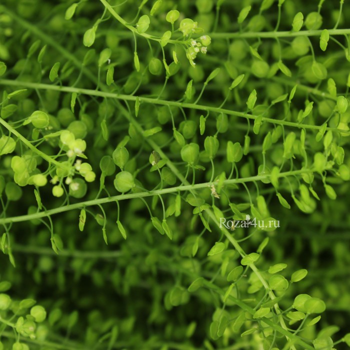 Зелень Гринбэл