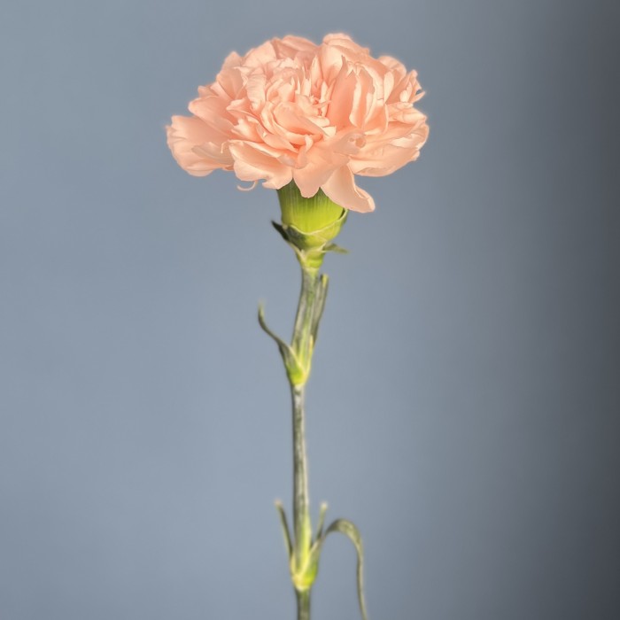 Гвоздика Яблочный чай (Apple Tea)