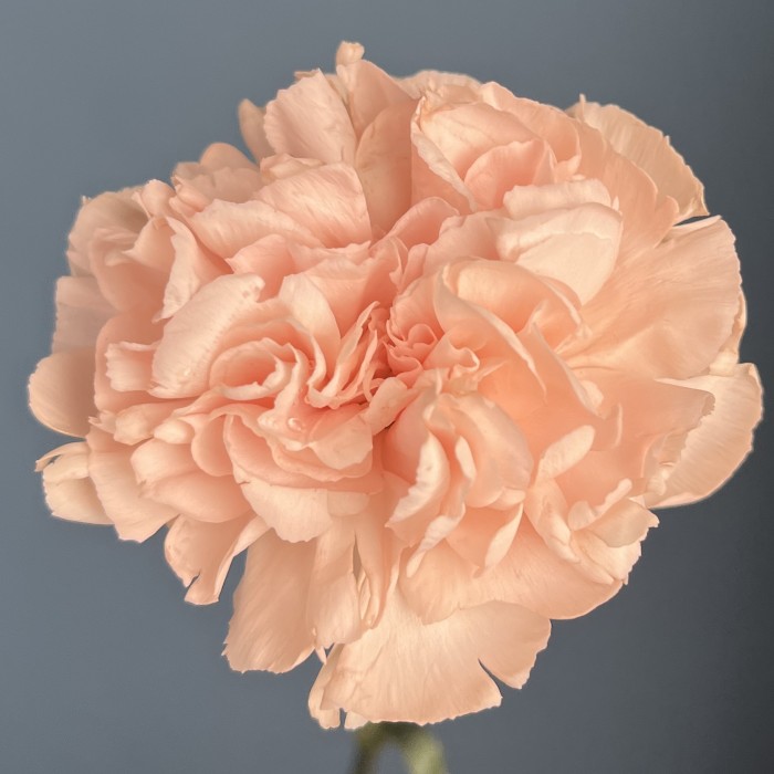 Гвоздика Яблочный чай (Apple Tea)