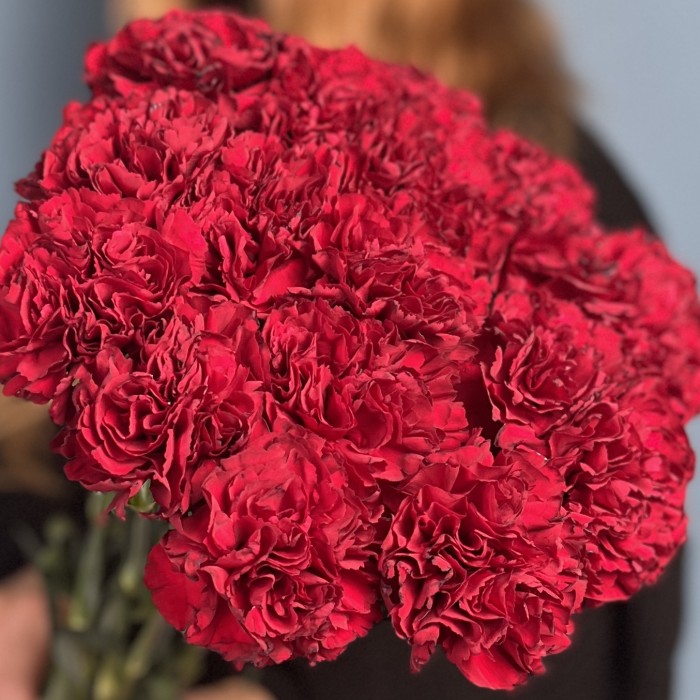 Гвоздика бордовая