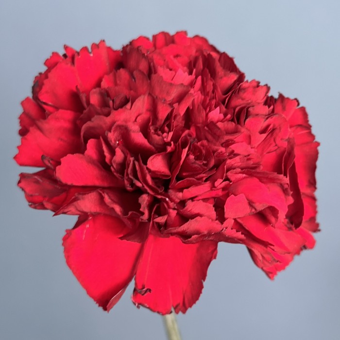 Гвоздика бордовая