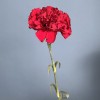 Гвоздика бордовая