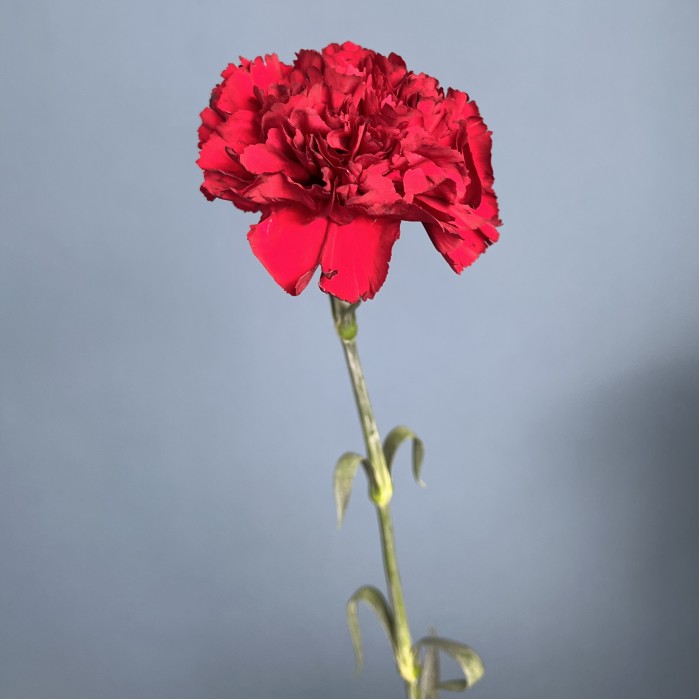 Гвоздика бордовая