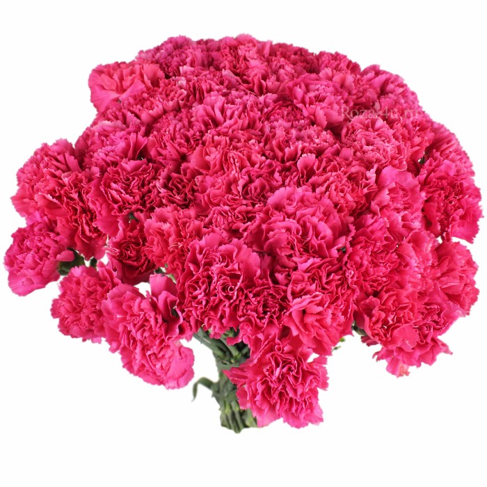 Гвоздика розовая