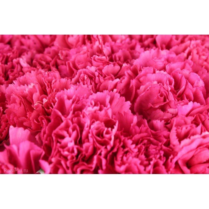 Гвоздика розовая