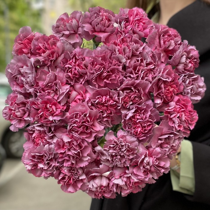 Гвоздика Гипноз (Hypnosis)