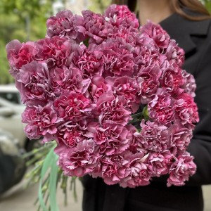 Гвоздика Гипноз (Hypnosis)