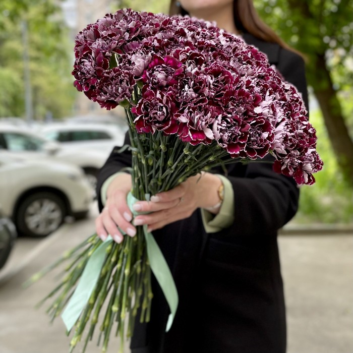 Гвоздика Минерва (Minerva)