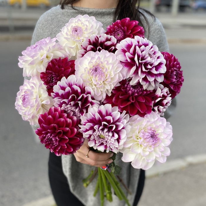 Георгина микс