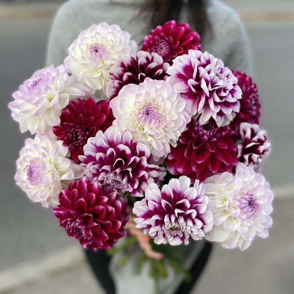 Георгина микс