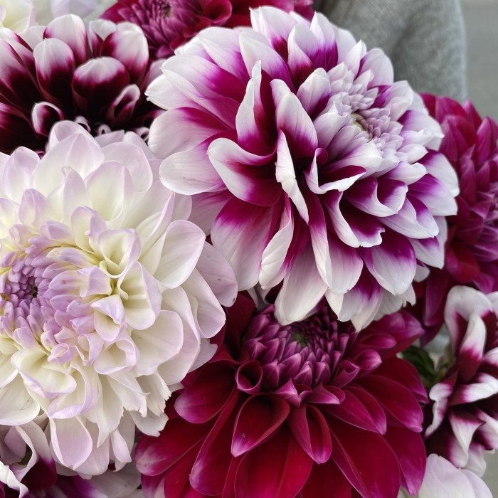 Георгина микс