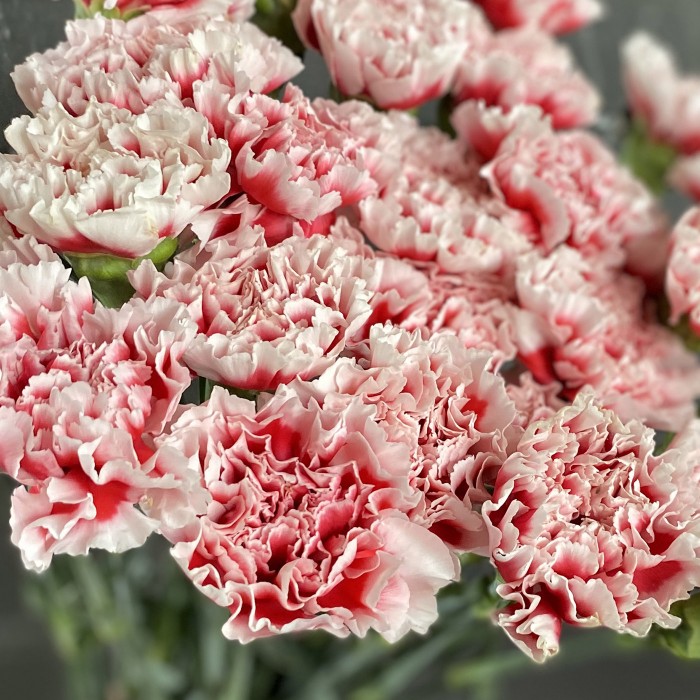 Гвоздика Cheerio