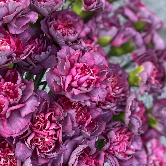 Гвоздика Гипноз (Hypnosis)