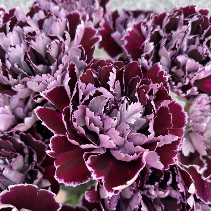 Гвоздика Минерва (Minerva)