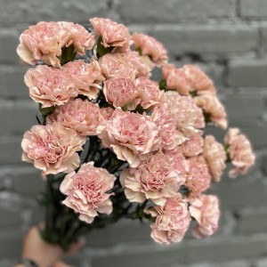 Гвоздика персиковая