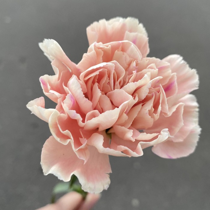 Гвоздика персиковая