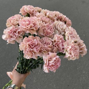 Гвоздика Розовый поцелуй (Pink Kiss)