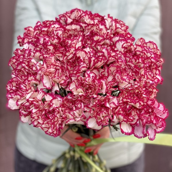 Гвоздика бело-малиновая