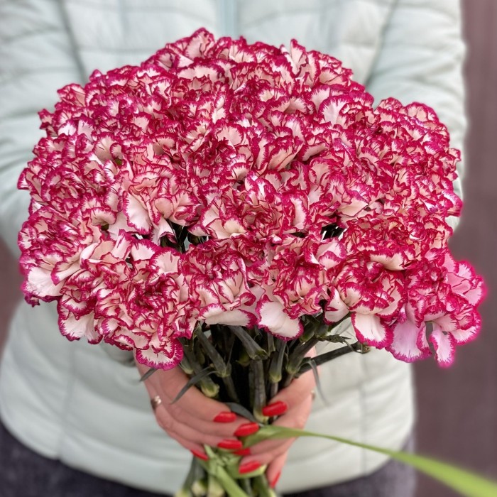 Гвоздика бело-малиновая