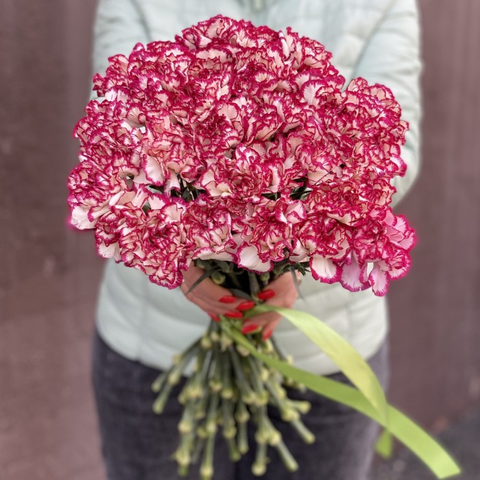 Гвоздика бело-малиновая