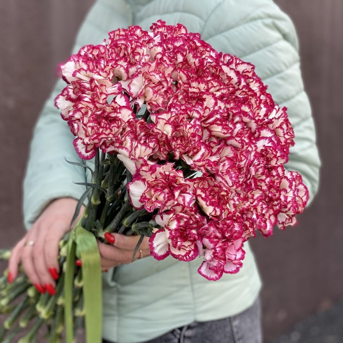 Гвоздика бело-малиновая