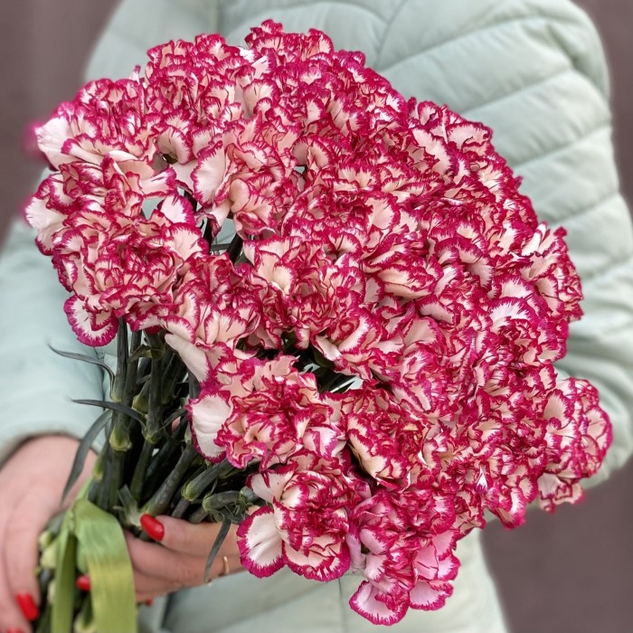 Гвоздика бело-малиновая