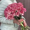 Гвоздика бело-малиновая