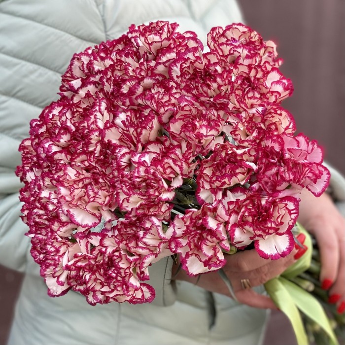 Гвоздика бело-малиновая