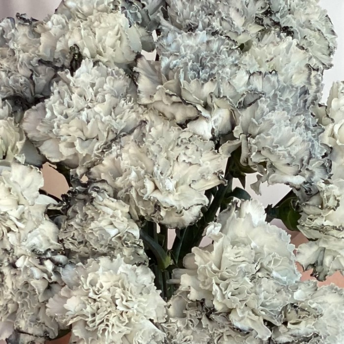 Гвоздика Блэк Молли