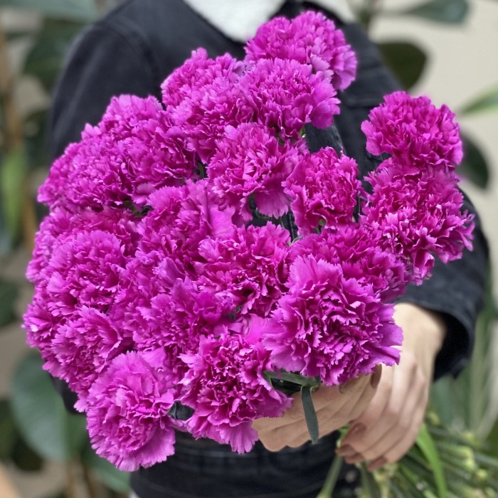 Гвоздика фиолетовая